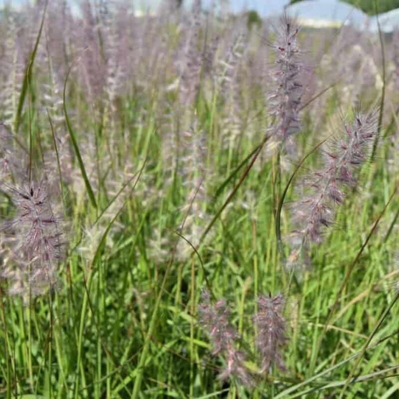 Pennisetum orientale ---